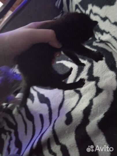 Котенок в добрые руки