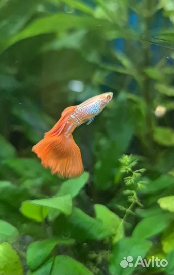 Аквариумные рыбки Гуппи