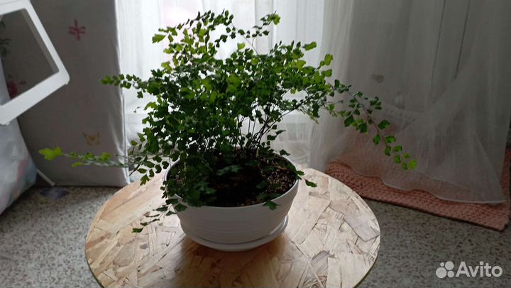 Адиантум венерин волос