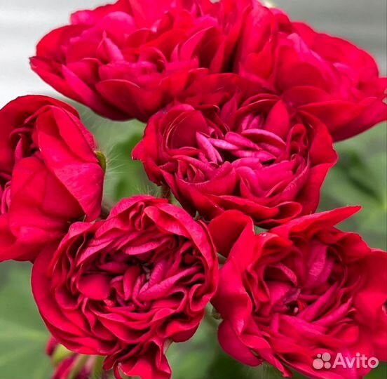 Пеларгонии сортовые