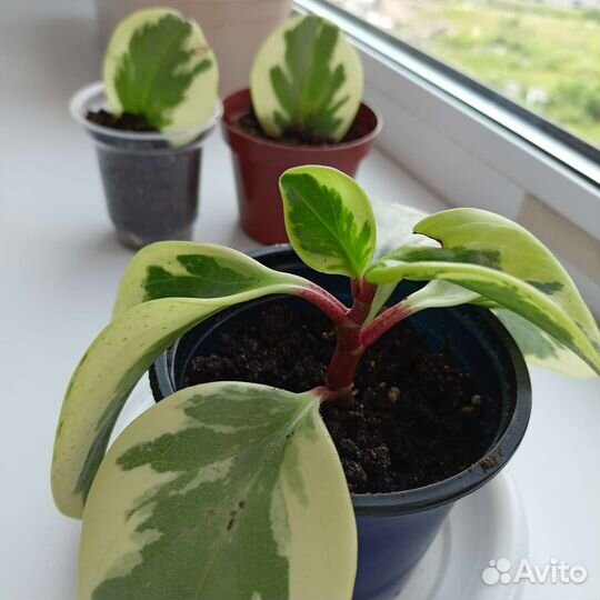 Пеперомия вариегатная