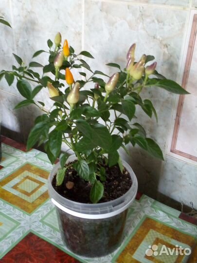 Перец декоративный острый Фитилек 1