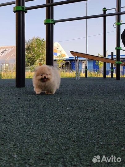 Померанский шпиц