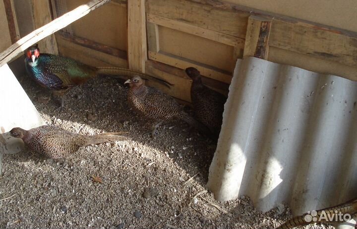 Продам семьи фазанов