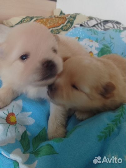 Собака Шпиц