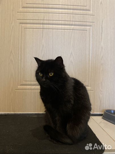 Кошечка в добрые руки