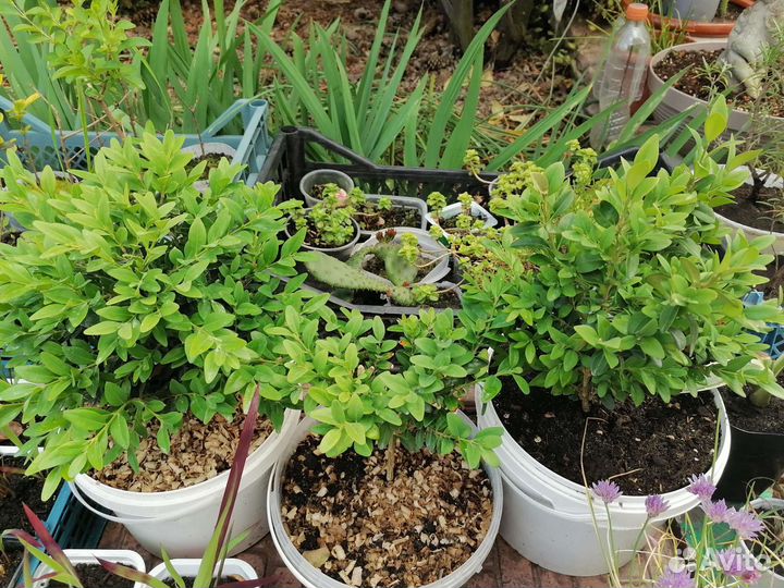 Самшит саженцы