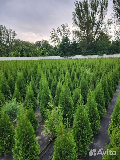 Саженцы туи смарагд