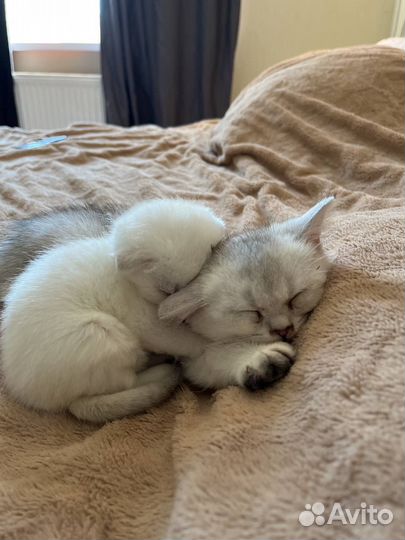 Серебристая шиншилла