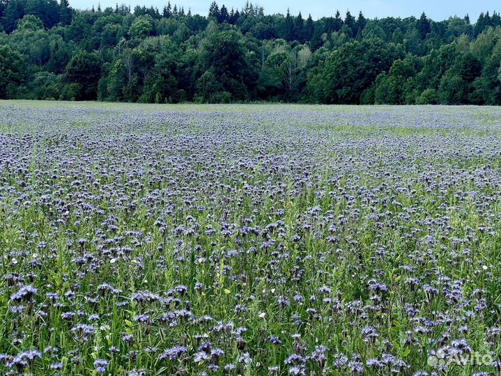 Перга с медом (источник иммунитета)