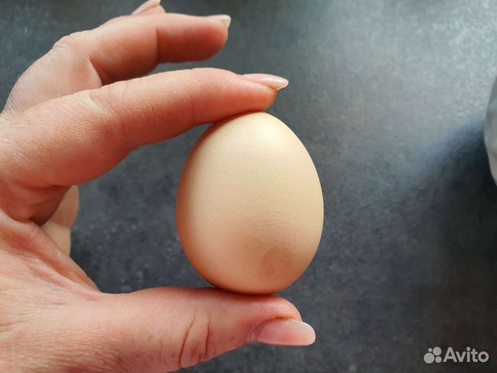 Домашние куриные яйца