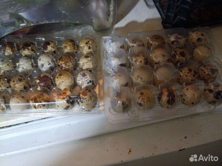 Яйца перепелиные домашние