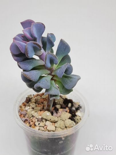 Эйхеверия Кубик Фрост