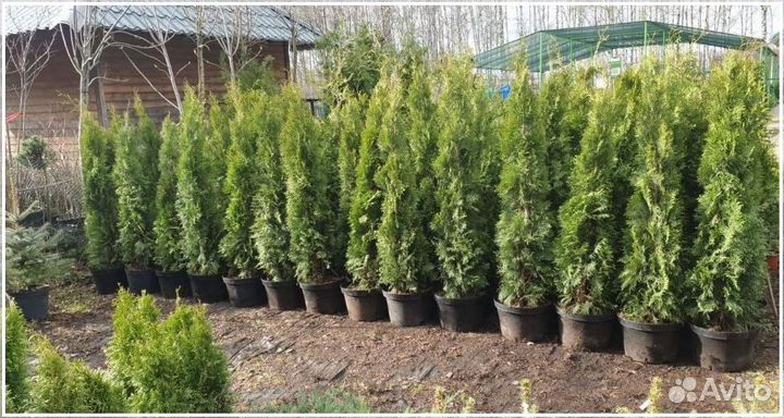 Туя Смарагд 160-180 см живая изгородь