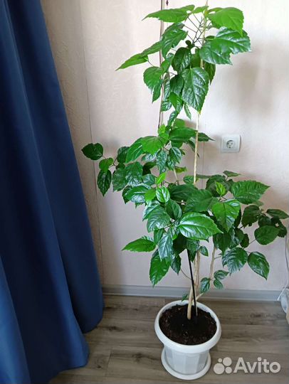 Гибискус. Китайская Роза