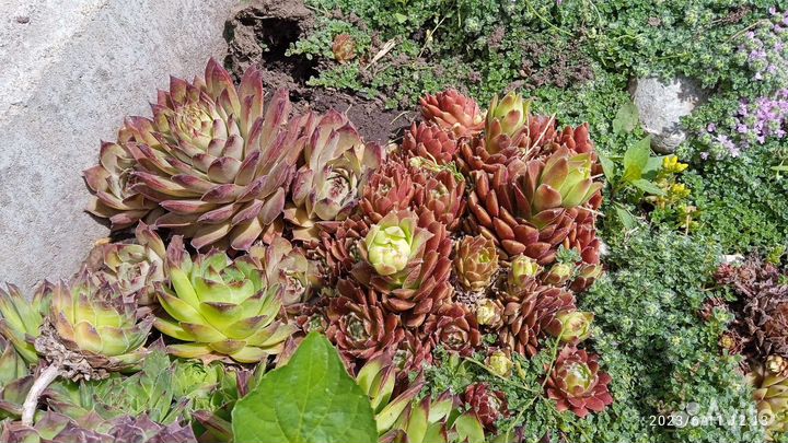 Молодило каменная роза