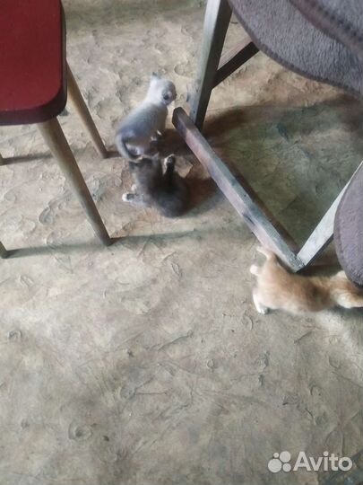 Котенки и кошечки бесплатно