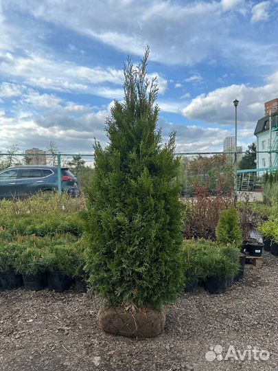 Туя Смарагд, Брабант, Даника