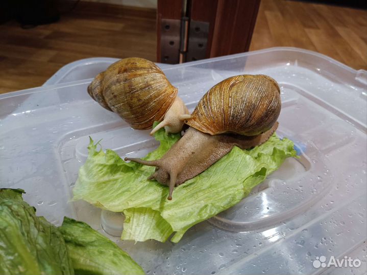 Улитки архахатины