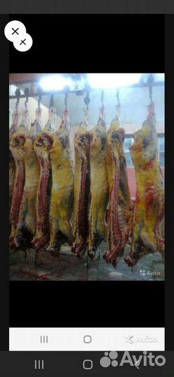 Услуга Забоя Скота