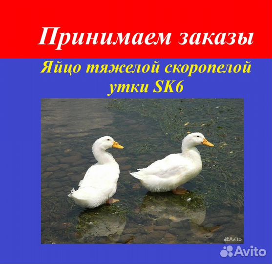 Яйцо супер скороспелой утки SK 6