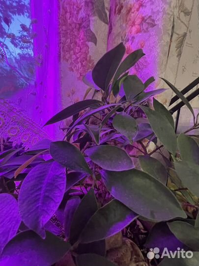 Фикус гинсенг бошьшой