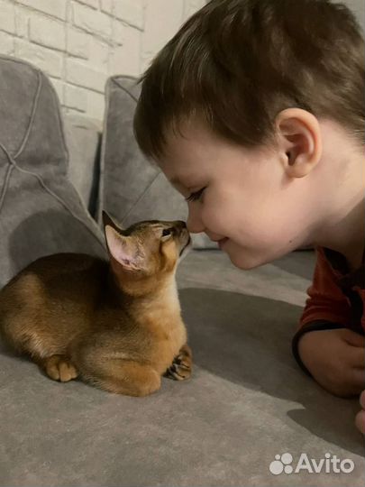 Абиссинские котята