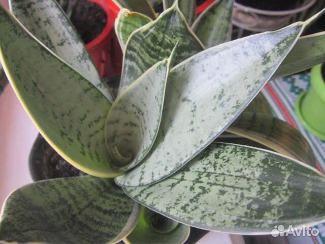 Сансевиерии Ханни Сильвер Крем