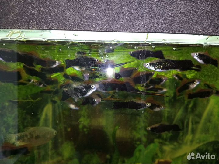 Аквариум с рыбками
