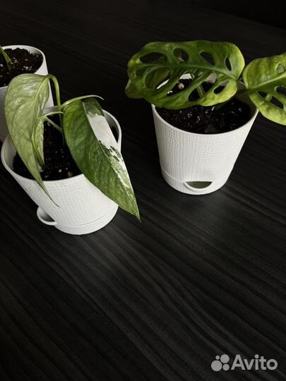 Комнатные растения