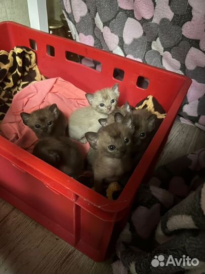 Европейская Бурма