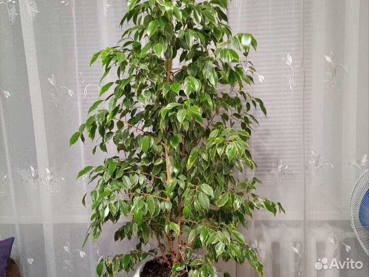 Фикус бенджамина большой