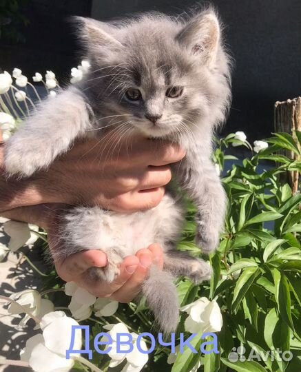Котята в добрые руки)