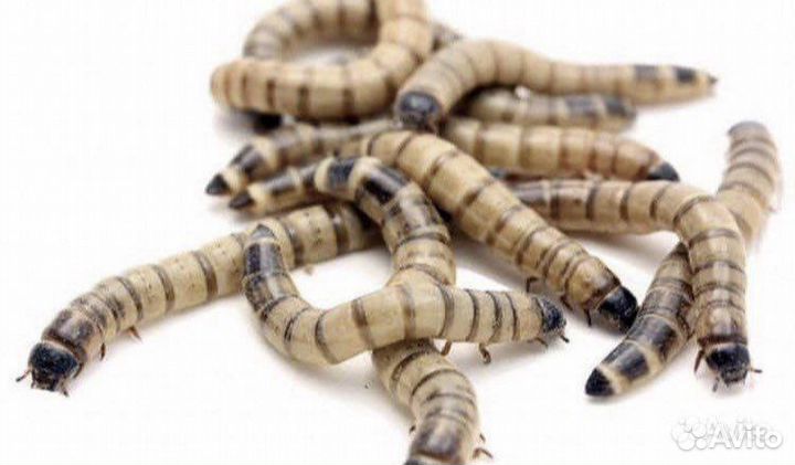 Корм для рептилий