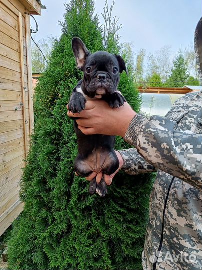 Французский бульдог щенки с документами