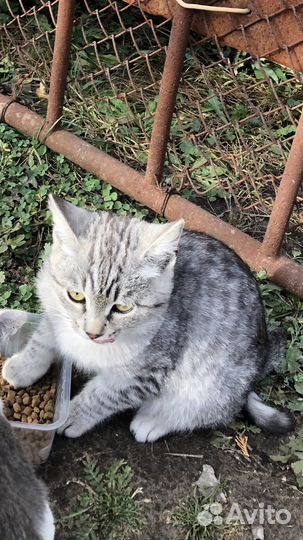 Котенок мальчик бесплатно