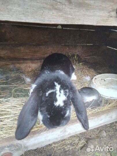 Поросята и тёлка