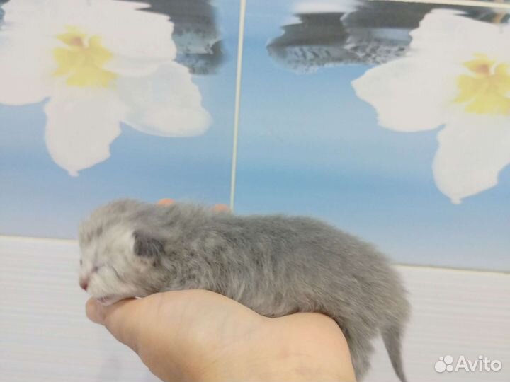 Котенок британская шиншилла+европейская кошка