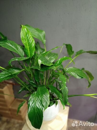 Спатифиллум