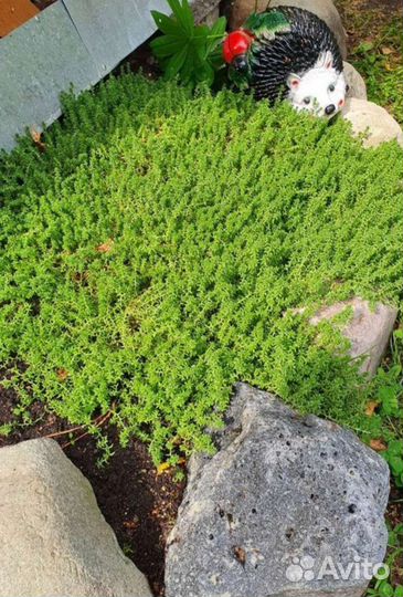 Молодило. Очитки. Почвопокровники