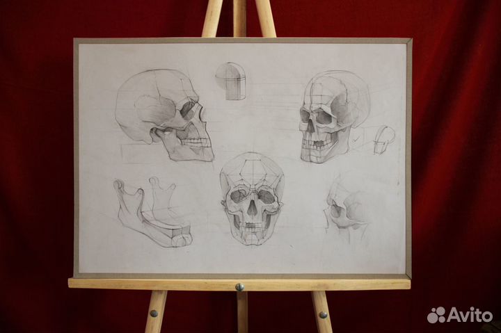 Анатомические рисунки 