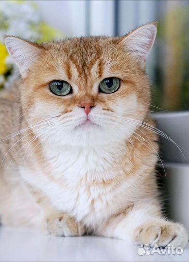 Золотая британская кошечка