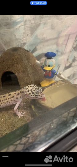 Террариум с термо ковриком и декором, (без ящерицы