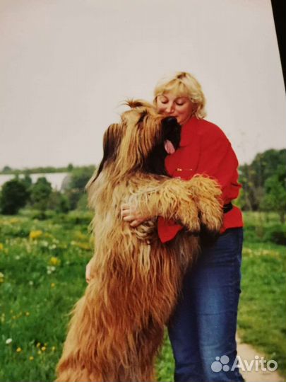 Передержка собак в домашних условиях