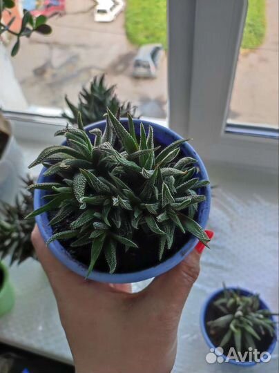 Суккуленты Хавортия