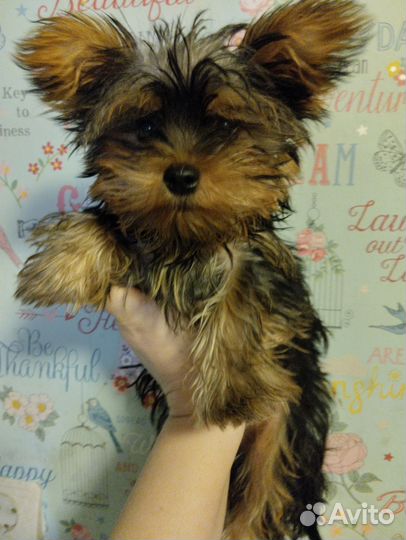 Йорктой терьер мини