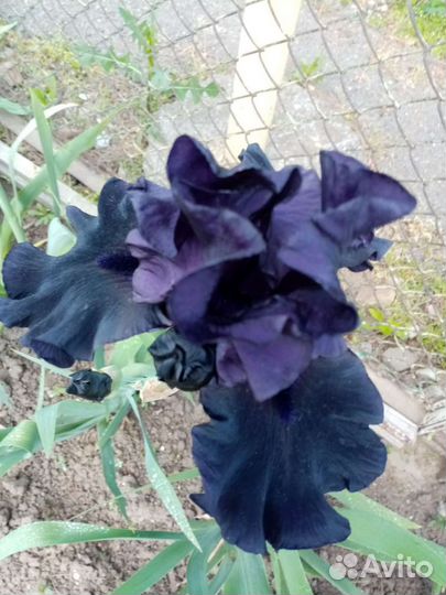 Ирисы бородатые