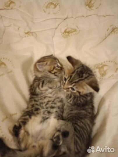 Кошка в дар бесплатно