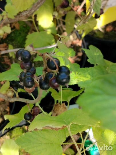 Смородина, жимолость с ягодами