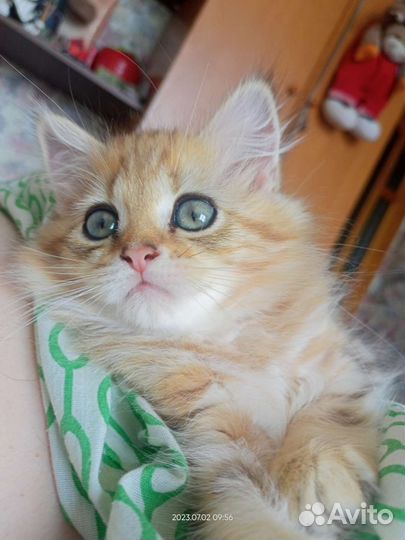 Британская